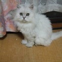 いいご縁で里親さんが決まりました。