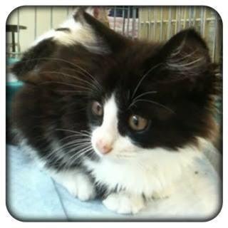 置き去りにされていた猫が子猫を産みました