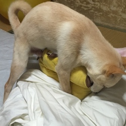 ぬいぐるみにマウンティング