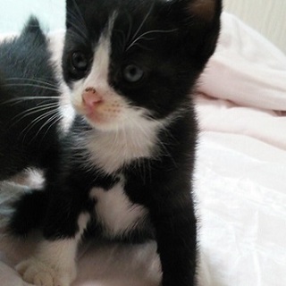 レンちゃん　かわいい子猫です