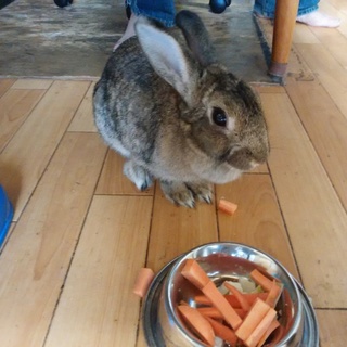 とても人懐っこい3才のうさぎです。