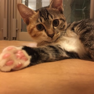 4カ月強 まんまる兄妹 1/4