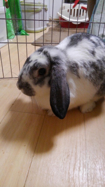 垂れ耳ロップイヤーメス 静岡県 小動物の里親募集 1210 ペットのおうち 月間利用者150万人