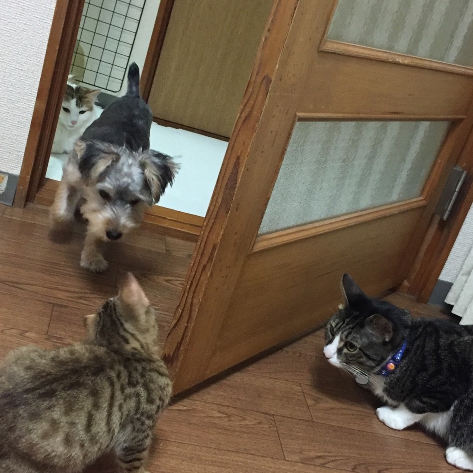 ロイのカバー写真