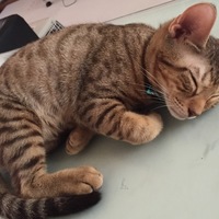 エド