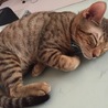 エド