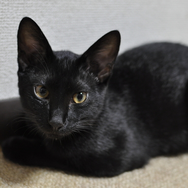 部屋の隅っこで眠りそう。