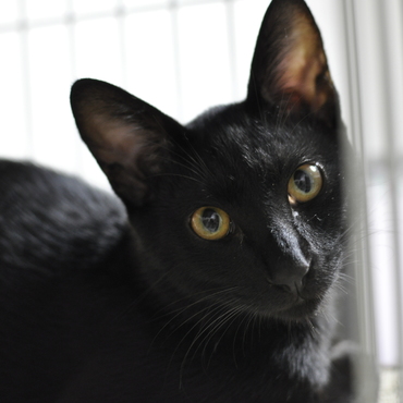 ケージの中で落ち着いてる。