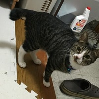 アル