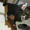 アル