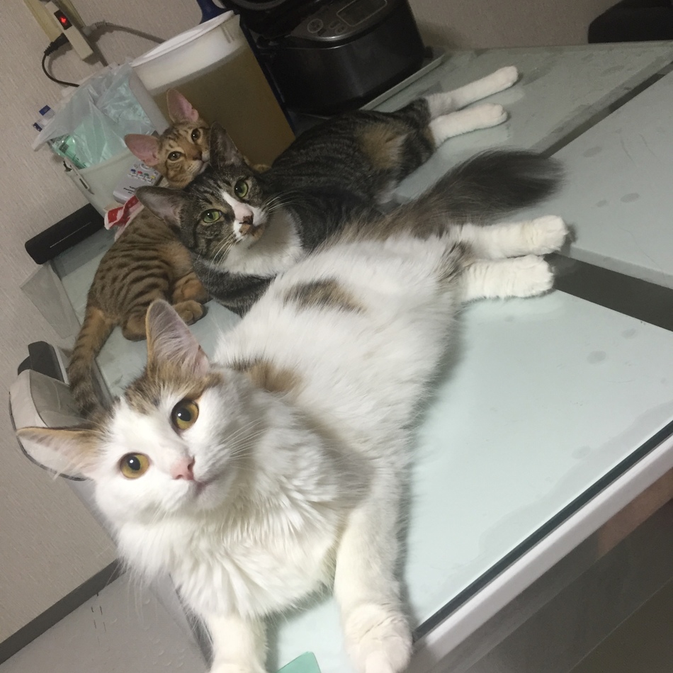 アルのカバー写真