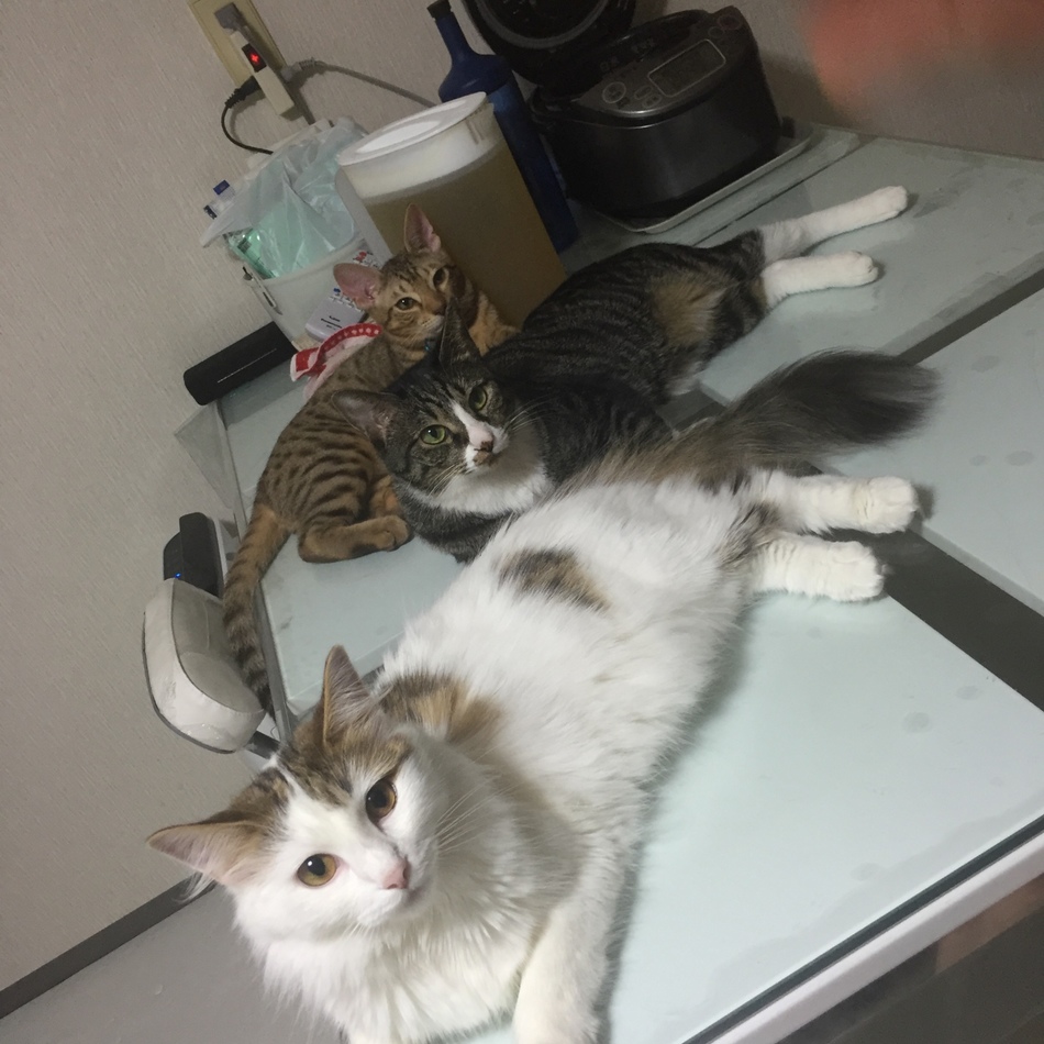 ウィンリーのカバー写真