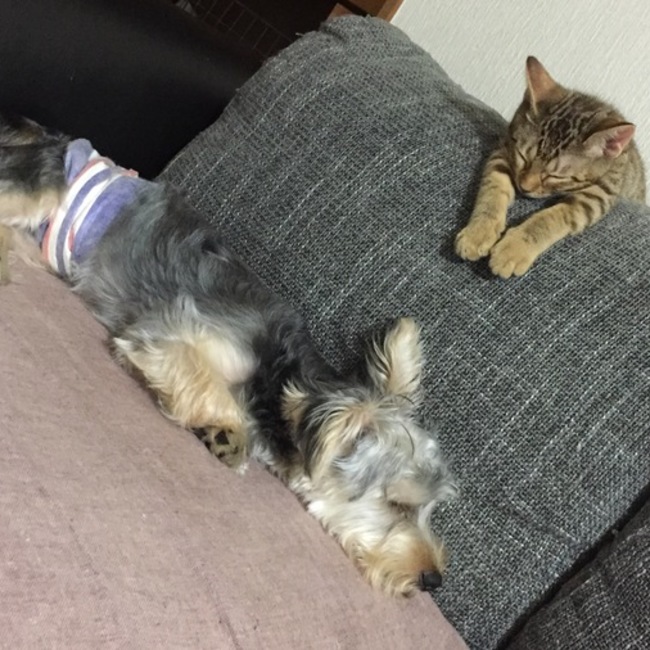 O.harueのカバー写真