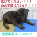 家族が出来ました！