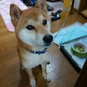 柴犬の勇太です
