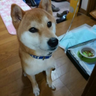 柴犬の勇太です