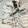 の写真