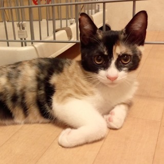 4カ月強 まんまる兄妹 3/4