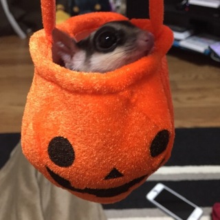 フクロモモンガ  一家4匹