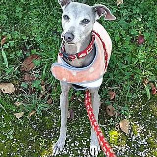 イタリアングレーハウンド