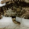 （一時停止)遊び大好き、優しいショーくん サムネイル5