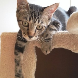 （一時停止)遊び大好き、優しいショーくん