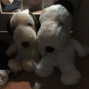 ぴぴたん.