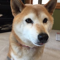 ゆず