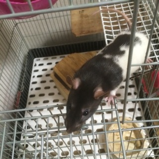 ファンシーラット ♂♀