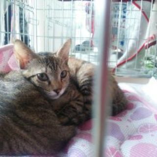 甘えん坊のキジトラ「もみたん」です‼