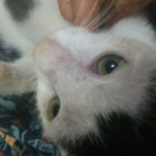 お腹❤のある仔猫「ラブ」くん