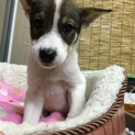フレンドリーなイケメン  レオくん！1.5か月