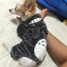 トトロ