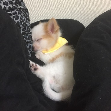 すぴー