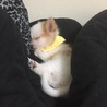 すぴー