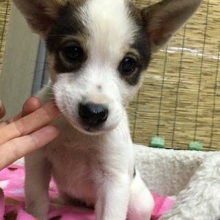フレンドリーな可愛いい アムちゃん！1.5か月