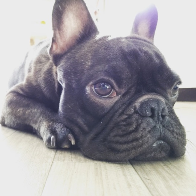 ルーパーのカバー写真
