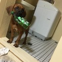 土佐犬純血 ペットとして