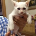 真っ白なブルーの目の捨てられた子猫/生後２ヶ月