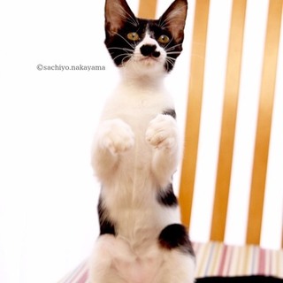 超甘えん坊さんのアポロちゃん♪　６ヶ月