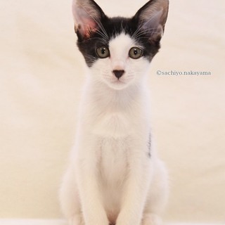 明るく元気な白黒女子マリンちゃん♪　６ヶ月