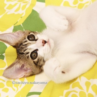 イケメン白キジ男子リーフ君♪　６ヶ月