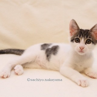 かわいい白キジ女子ペコネンちゃん♪　６ヶ月