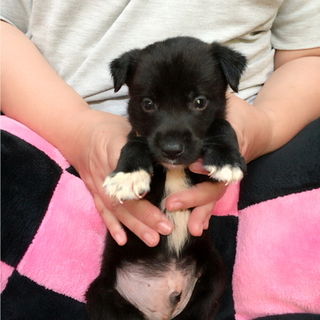 キュートな顔の赤ちゃん(オス)