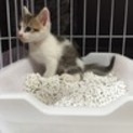 超甘えん坊2ヶ月ふわふわ子猫トイレ可！愛護センター