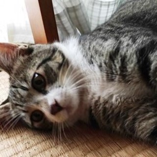 タマくん　人懐っこい子です