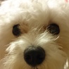 マルプーのQoo!