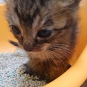 8月15日生まれの子猫です