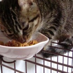 ご飯食べてくれます