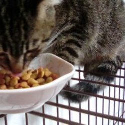 「ご飯食べてくれます」サムネイル2